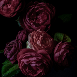 Autumn Rose Beauty Bundle